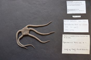 Media type: image; Invertebrate Zoology OPH-6152
